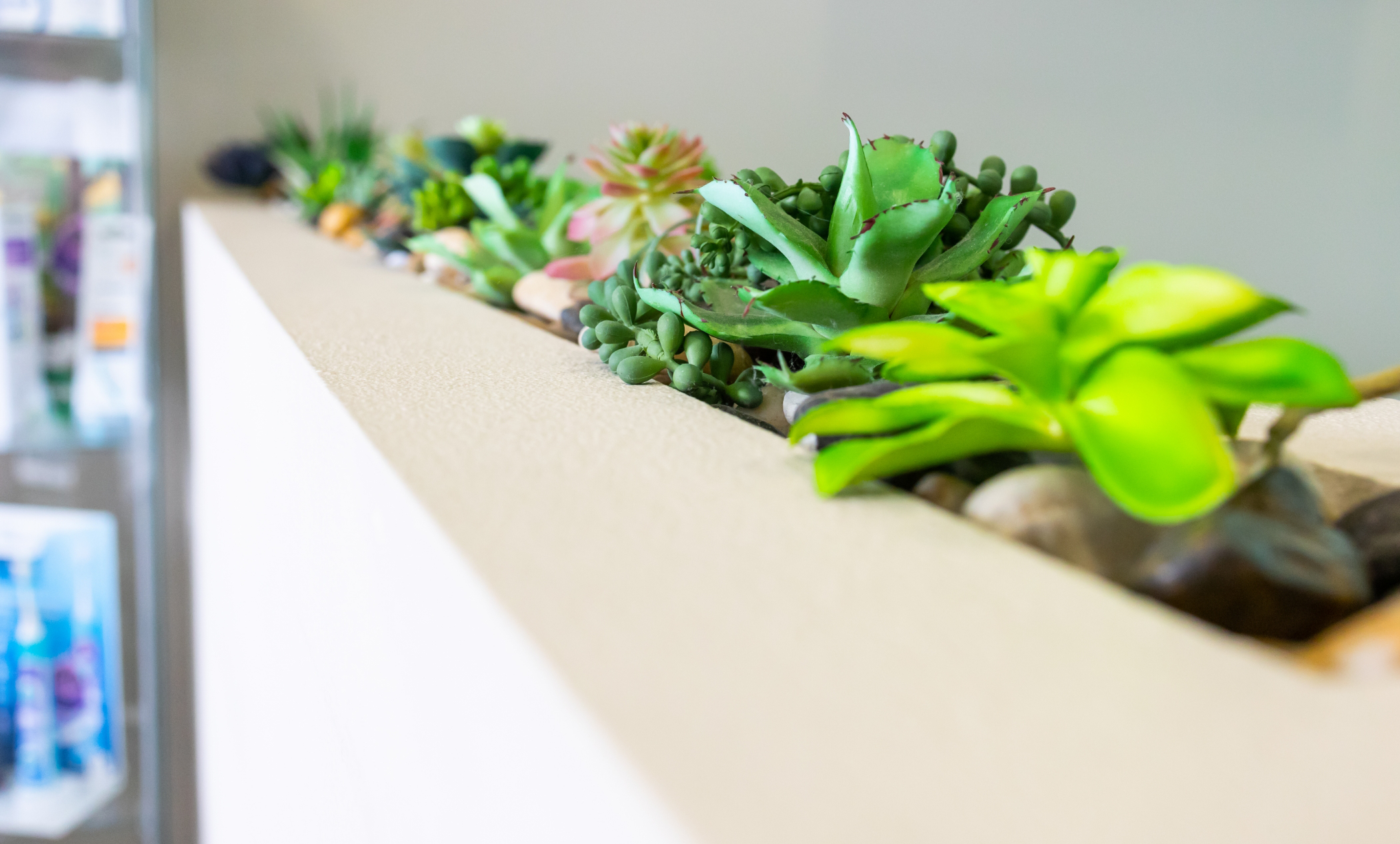 Green leafy plants in a planter on top of wall in dental office